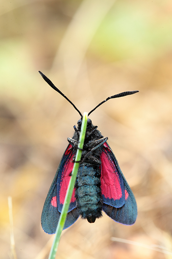 Zygaena filipendulae?